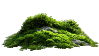 Lush green mound of moss and rocks