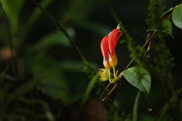 red wild flower in the forest