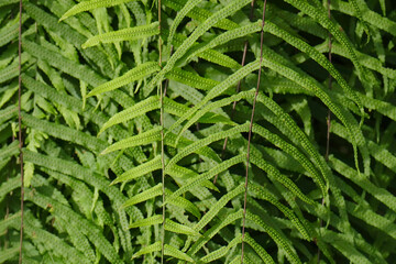 green leaves background