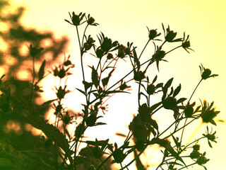 Silhouette of wildflowers against a beautiful gradient sunset yellow sky. Silhouetted wild flowers in bloom against a gradient sunset sky, creating a serene and minimalist natural aesthetic Dreamy art