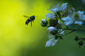 Bee over the flowers  © Pawe
