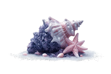 Close-up seashell display