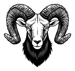 Ram Head Front View Detailed Black and White Outline Line Art Drawing with Large Horns and Beard