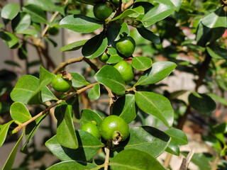 Close-up of unripe green strawberry guavas on a plant with fresh green leaves. Tropical fruit in early growth stage, captured outdoors in natural sunlight. Psidium cattleianum fruits.
