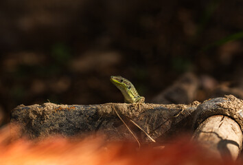 Sand lizard © Pawe