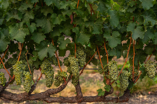 White wine grapes in a Northern California Vineyard
