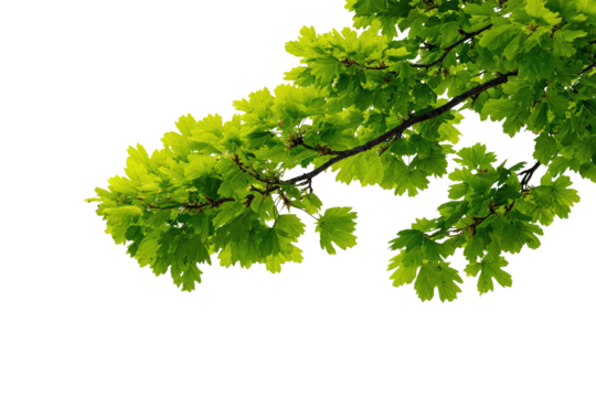 Close-up of vibrant green leaves on a branch.  Fresh, healthy foliage fills the image.  A twig with many small leaves extends from the dark background