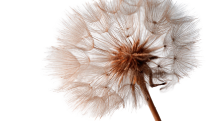 Close-up of a dandelion seed head (51)