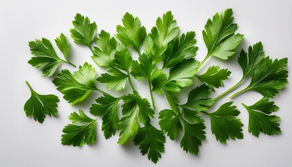 fresh parsley leaves on white background arranged in different shapes