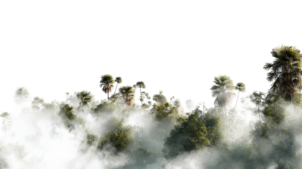 Misty forest scene with palm trees