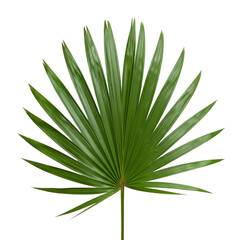 Tropical Palm Leaf Illustration on Black Backdrop Vibrant Green Foliage Exotic Flora Nature s on transparent background