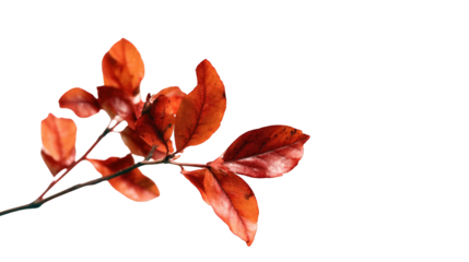 Close-up of autumn leaves on a branch