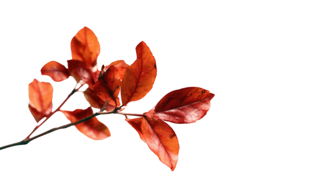 Close-up of autumn leaves on a branch
