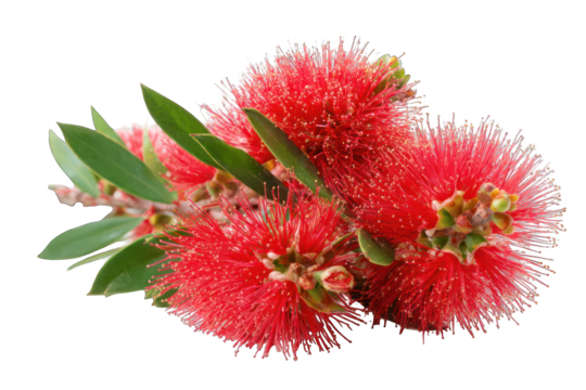 Red bottlebrush flowers on branch