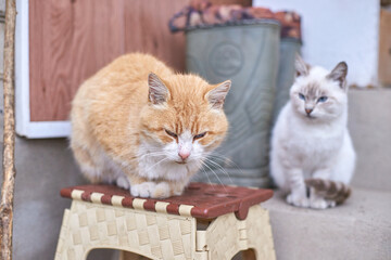 Two feline companions resting indoors: ginger cat on stool and white cat nearby.