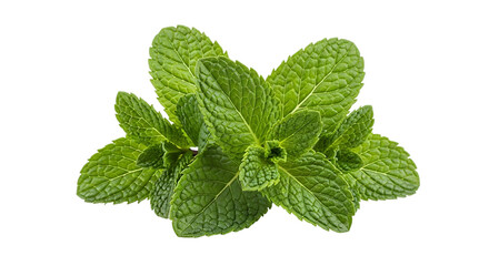 Fresh Mint Leaves Herb Isolated Still Life Close Up Cooking Ingredient Condiment Culinary on transparent background