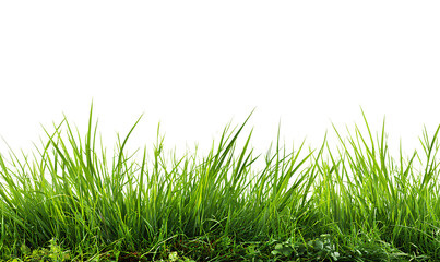 Fototapeta premium grassy border, green grass background isolated on a transparent png with a white background 