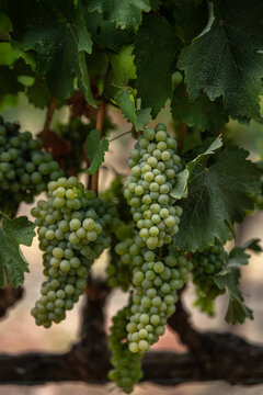 White wine grapes in a Northern California Vineyard