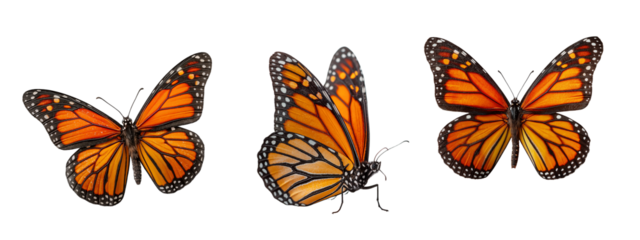 Monarch butterfly with wings spread open in vibrant orange colors, isolated on white background  