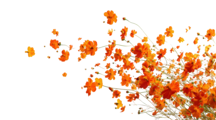 Orange flowers bursting from a cluster