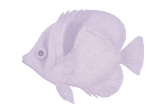 Purple fish swimming, revealing delicate fin patterns and translucent body against transparent background