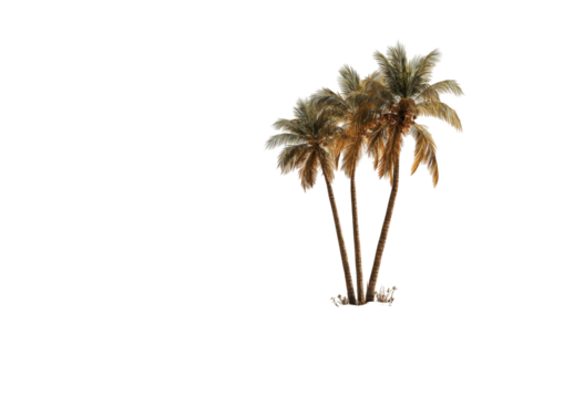 Three palm trees against a black background (1) - Powered by Adobe