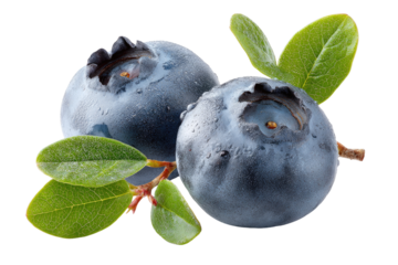 Fresh blueberries with leaves. Close-up of two plump, dark-purple blueberries, glistening with water droplets, attached to a stem with vibrant green leaves