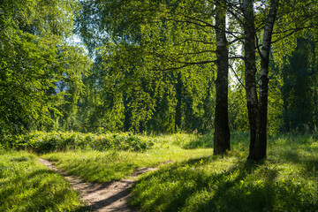 Footpath in the woods. Path between birch trees. Path in the forest