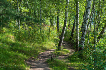 Obraz premium Footpath in the woods. Path between birch trees. Path in the forest