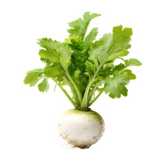 Turnip isolated on a transparent background.