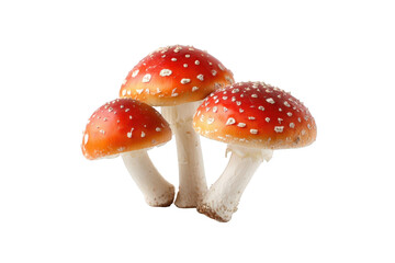 Obraz premium Three vibrant red and white mushrooms