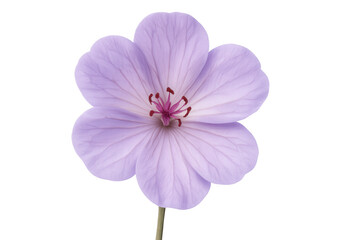 Obraz premium Purple geranium bloom displaying delicate veining, prominent pistil, growing against clean transparent background