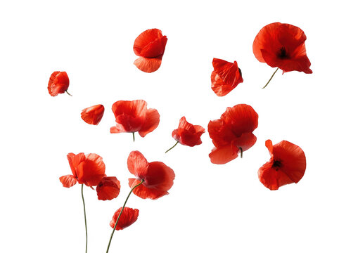 Red poppy petals scattered on black background