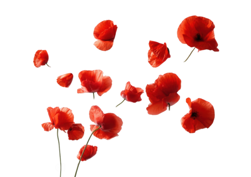 Red poppy petals scattered on black background