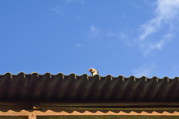 birds on roof with blue sky background 