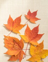 Fototapeta premium Autumn maple leaves on beige fabric