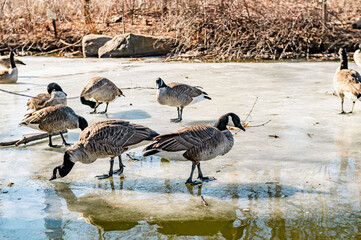 Geese on ice in Central Park. Several geese are exploring the icy pond in Central Park on a sunny winter day, surrounded by bare trees.