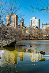 Winter ducks in Central Park. Ducks occupy a serene lake in Central Park, framed by tall buildings and barren trees on a clear winter day.