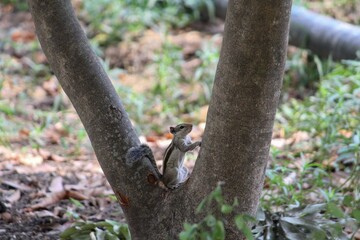 Squirrel perched between tree trunks