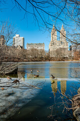 Park view with wildlife. Reflecting buildings over a serene lake in Central Park, ducks swim quietly under a clear blue sky in early winter.