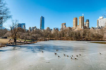 New York, USA, 8 October 2024: Winter in Central Park skyline. Ducks move across the frozen lake in Central Park with a city skyline backdrop during a clear winter day.