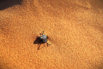 Traveling through desert roads is a great adventure and a great pleasure.