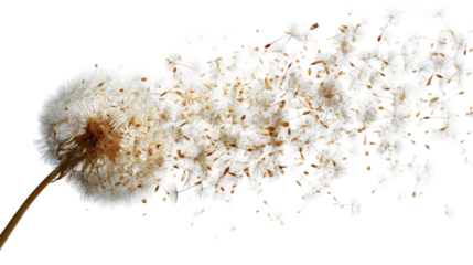 Dandelion seeds blown by wind