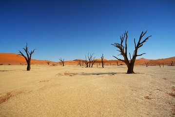 Traveling through desert roads is a great adventure and a great pleasure.