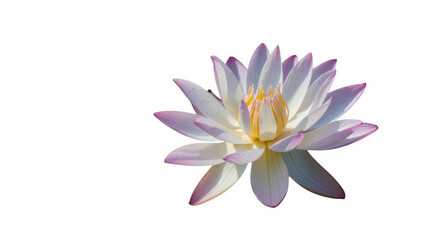 Ai generated image of abstract swirling white and pink smoke or liquid on a transparent background, isolated on transparent background