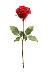 Single red rose, vertical, dark background