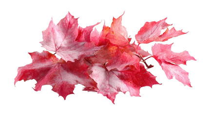 Cluster of vibrant autumn leaves (1)