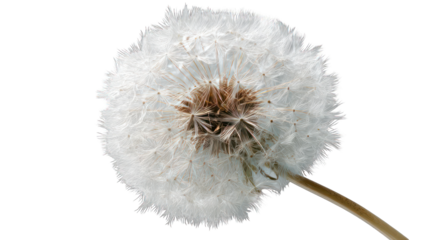 Close-up of a dandelion seed head (15)