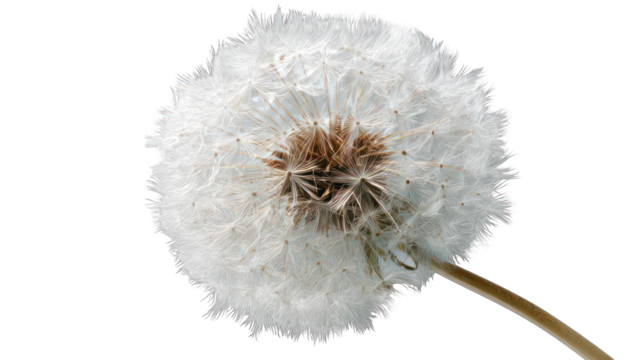 Close-up of a dandelion seed head (15)