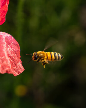 Macro Close-Up on Bee with Poppy flower